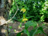 Epipactis thunbergii yellow form
