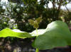 Trillium apetalon gren-red flower