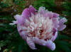 Paeonia Evening Wold